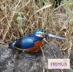 Picture of Primus Metal Kingfisher